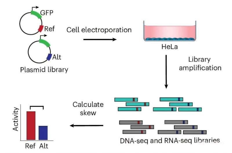 UCLA团队开发新工具揭示mRNA稳定性在疾病中的关键作用