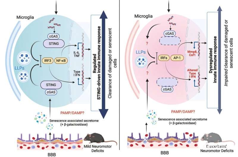 炎症或并非“全然有害”：STING分子或在衰老大脑中发挥保护作用