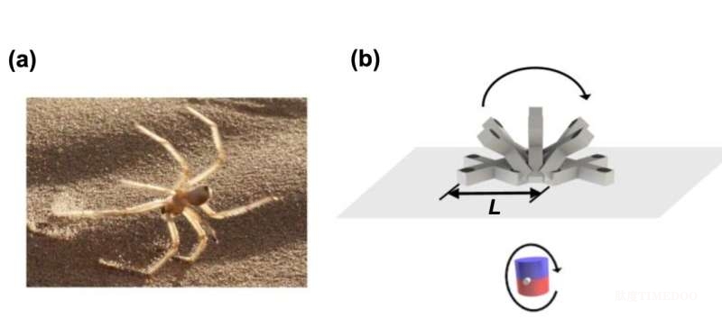 模仿“金轮蛛”运动方式  澳门大学研发磁控软体机器人，有望革新消化道癌症治疗