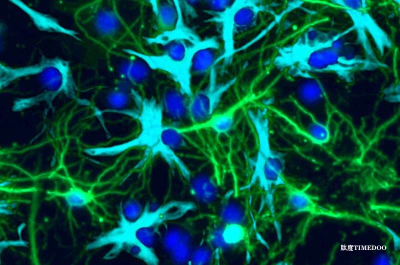 华盛顿大学团队发现儿童脑肿瘤新机制 现有药物有望被重新利用