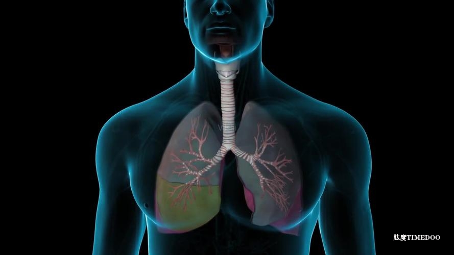 Helmholtz Munich与Parse Biosciences GigaLab绘制全球最大的人类肺组织扰动图谱 研究人员旨在识别细胞回路机制并生成数据集，为AI驱动的肺生物学基础研究提供支撑