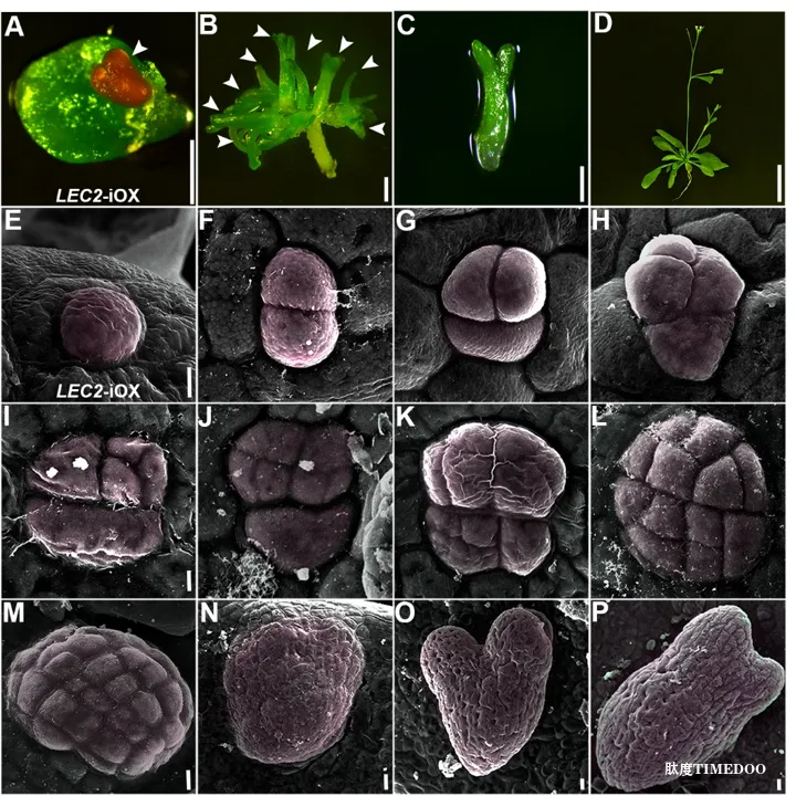Cell:山东农大、华大等找到植物细胞“返老还童”的魔法开关,一个体细胞就能长成一个完整植株!-肽度TIMEDOO
