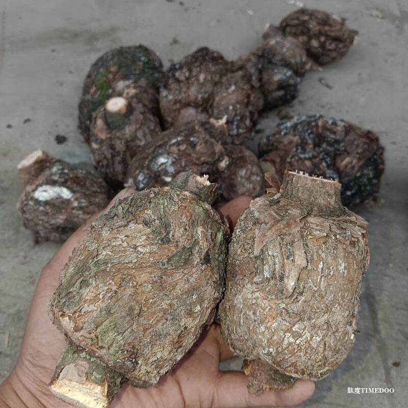松康泉是什么，试管移植可以吃吗？