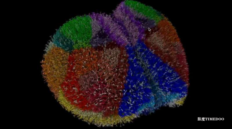 超级计算机助力：科学家建成迄今最大生物物理级小鼠大脑皮层模拟