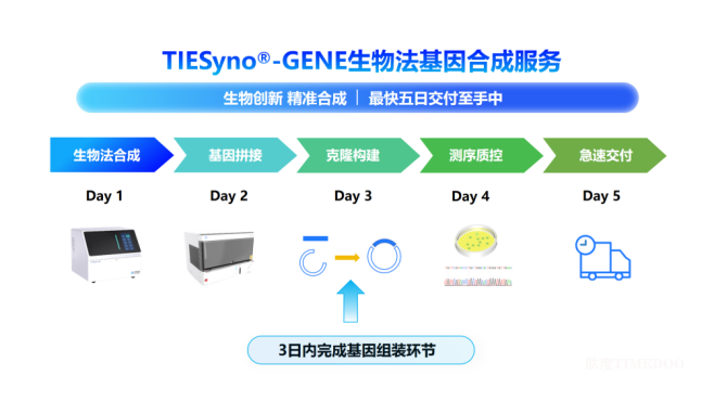 双击查看原图 专注生物法DNA合成技术,中合基因完成数千万元PreA+轮融资-肽度TIMEDOO