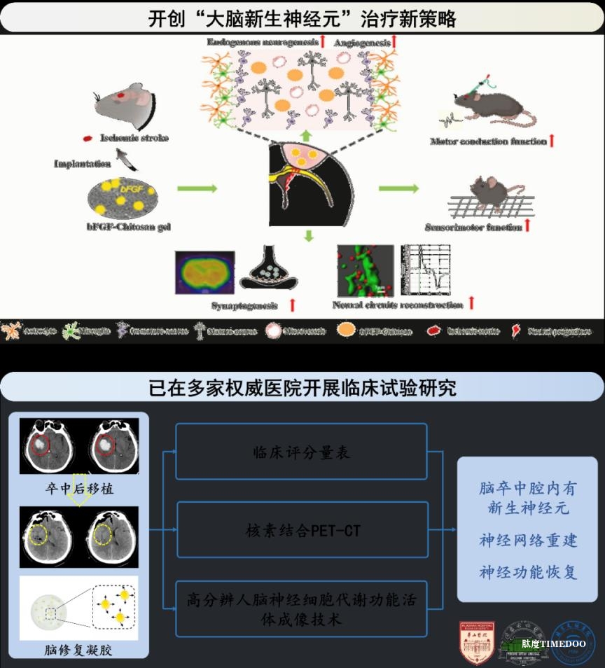 2025年度中国生命科学十大进展公布-肽度TIMEDOO