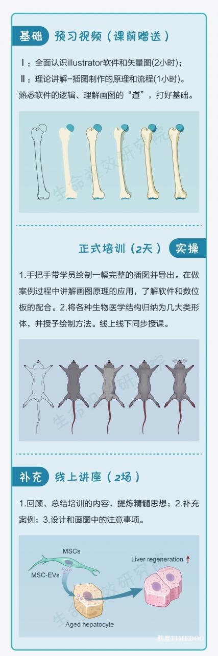 2026年1月17-18日·武汉·生物医学插图培训班（线上线下同步）-肽度TIMEDOO