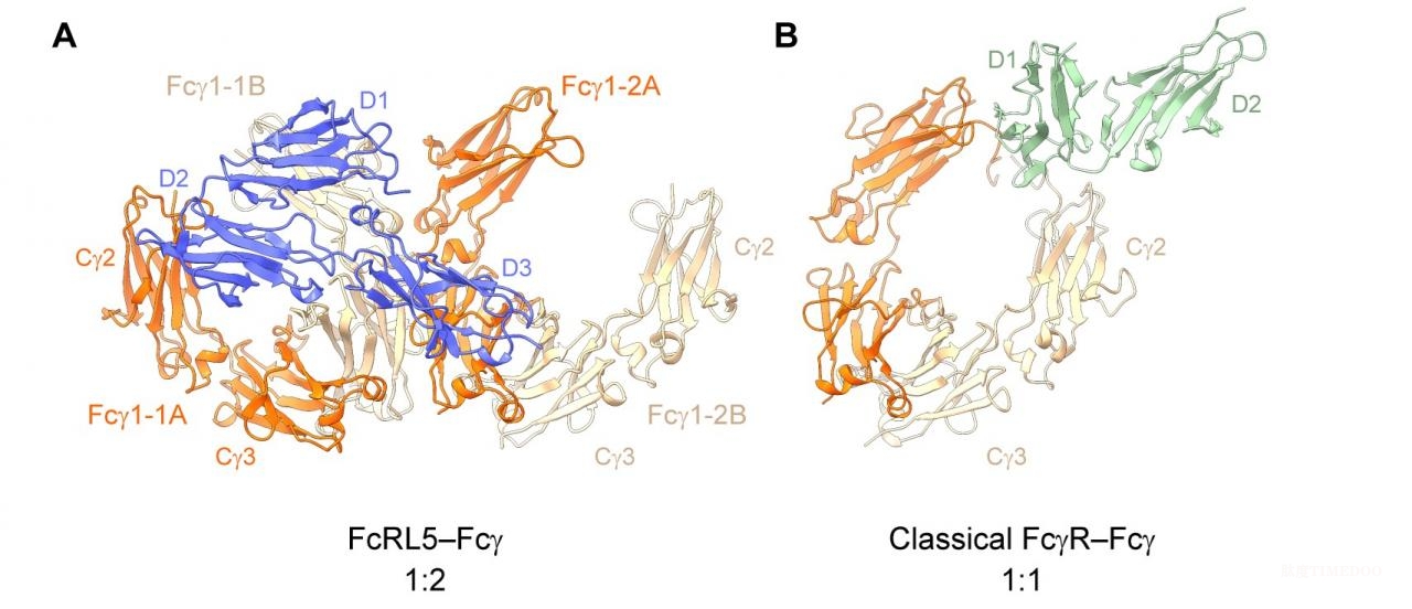 北京大学生命科学学院肖俊宇研究组揭示FcRL5受体识别IgG的分子机制