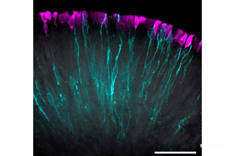 《细胞-干细胞》：科学家开发出血管化视网膜类器官，首次实现体外完整光信号传输