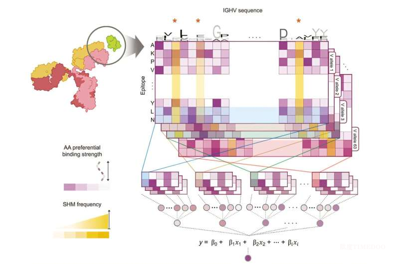AI模型整合B细胞反应，推动个体化癌症疫苗设计迈向长期免疫