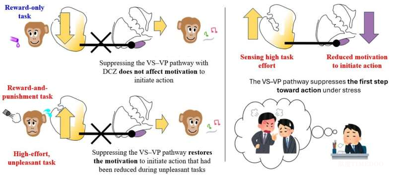想做却动不了？Nature子刊揭秘：大脑VS-VP环路如何变成阻碍行动的“心理枷锁”