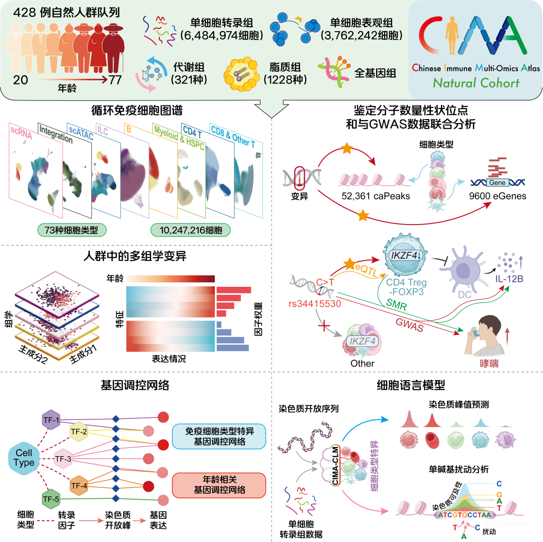 Science:千万级免疫细胞图谱发布,为AI时代大健康绘制“生命导航图”-肽度TIMEDOO