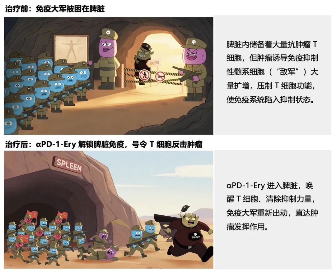 西湖大学高晓飞团队研发首个红细胞偶联药物 耐药肿瘤患者见成效-肽度TIMEDOO