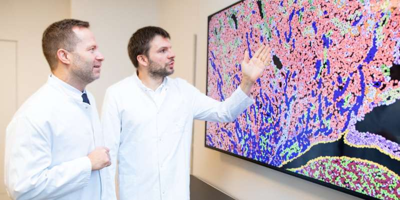科学家揭示移植肾“分子记忆”，精准预测远期功能衰竭
