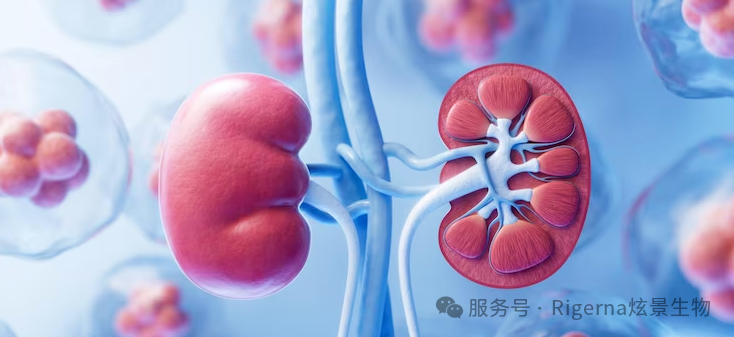 深耕肾病和代谢领域,炫景生物完成超2亿元Pre-A轮融资-肽度TIMEDOO