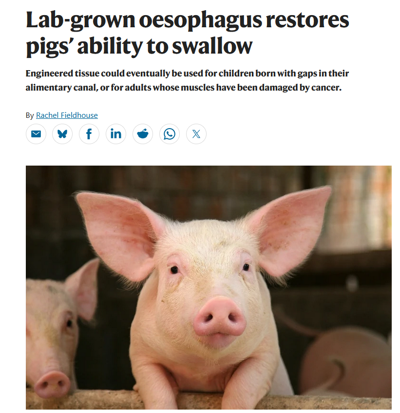 人造食管成功移植到猪体内 有望彻底改变食管闭锁患儿命运