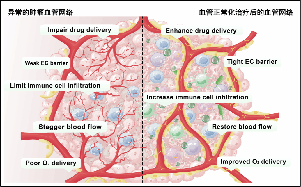 image2.png 北京大学第三医院梁晓龙团队构建一氧化氮工程菌提升肿瘤免疫疗效-肽度TIMEDOO