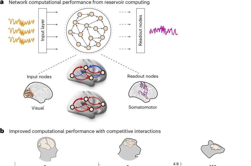 Nature Neuroscience|牛津大学等揭示大脑“竞争”平衡术，重塑数字孪生与人工智能模型-肽度TIMEDOO