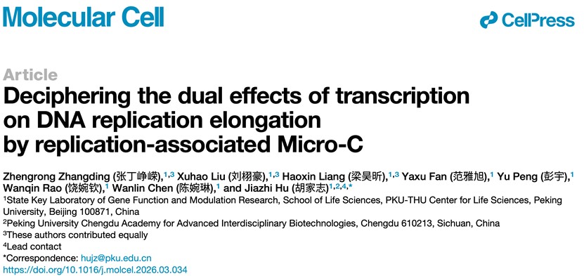 北京大学生命科学学院胡家志课题组揭示转录对DNA复制延伸的“破风效应”