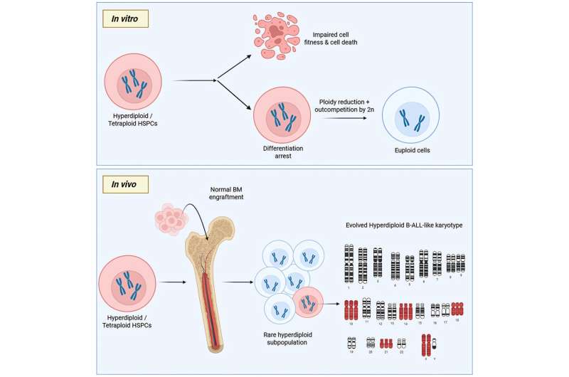 《细胞报告》：科学家解析儿童白血病起源的“双阶段”机制