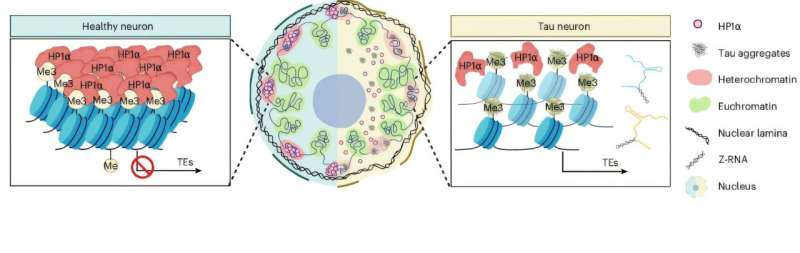 《自然-神经科学》:中国学者阐明病理性 Tau 蛋白诱导神经元程序性死亡的表观遗传机制-肽度TIMEDOO