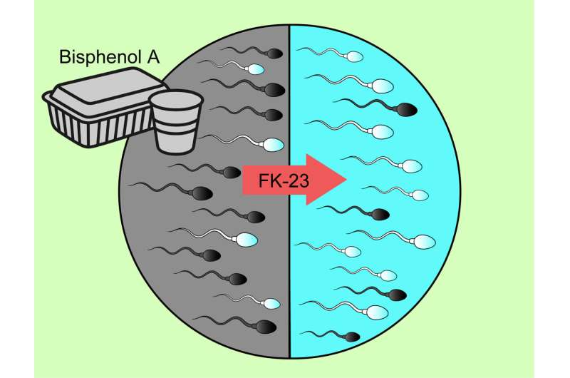 塑料增塑剂伤“精”？科学家发现灭活乳酸菌可拮抗双酚A生殖毒性