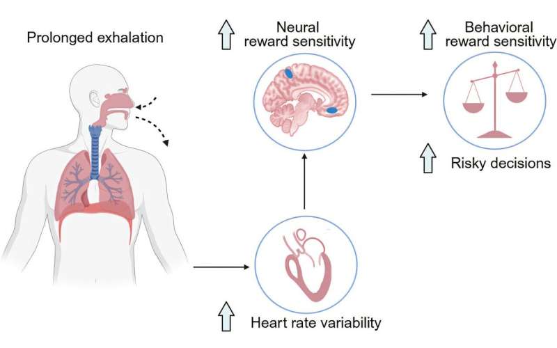 《Neuron》颠覆认知:做一个决定前,先把气呼长一点!科学家发现让人变勇敢的“身体开关”-肽度TIMEDOO