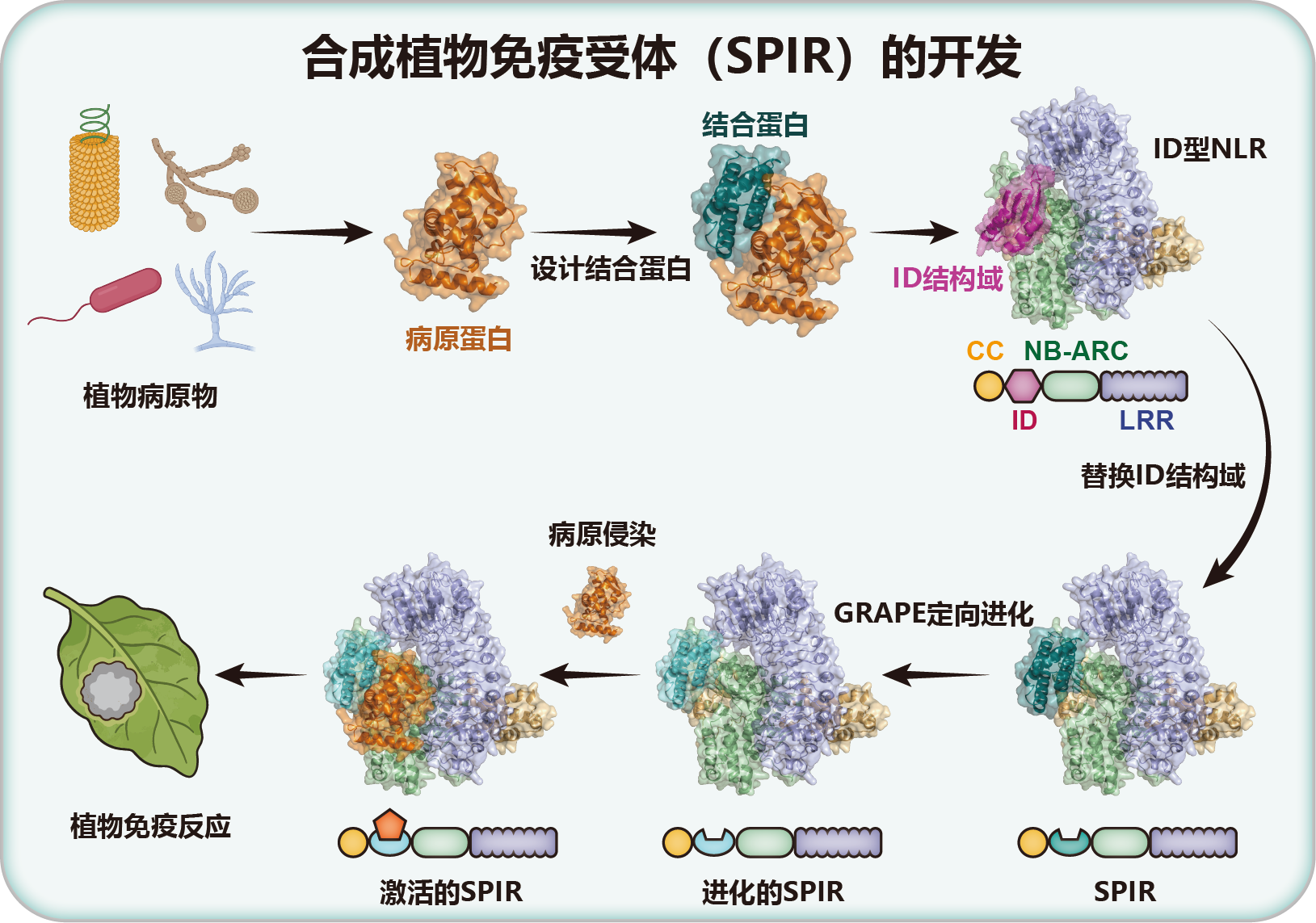 科学家建立可编程的合成植物免疫受体设计平台-肽度TIMEDOO