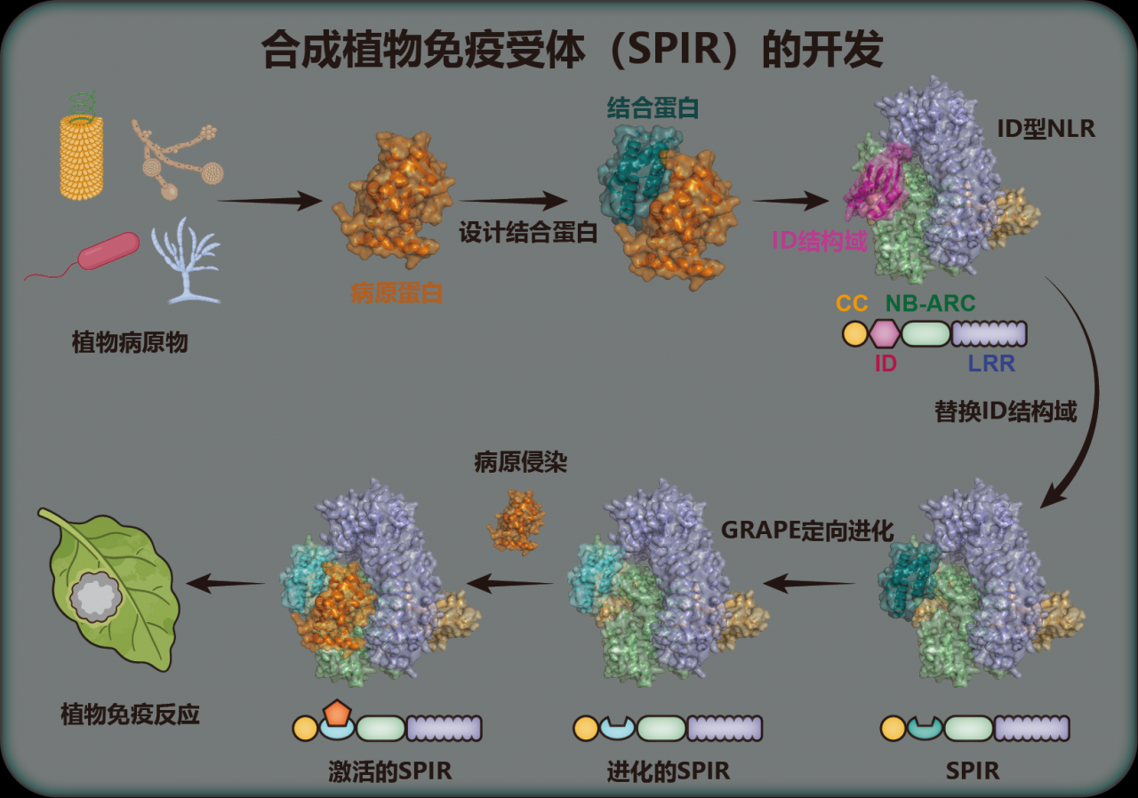 科学家建立可编程的合成植物免疫受体设计平台