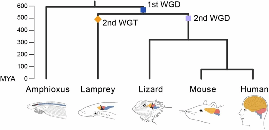 image 厦门大学团队与牛津大学团队在Nature合作发文-肽度TIMEDOO