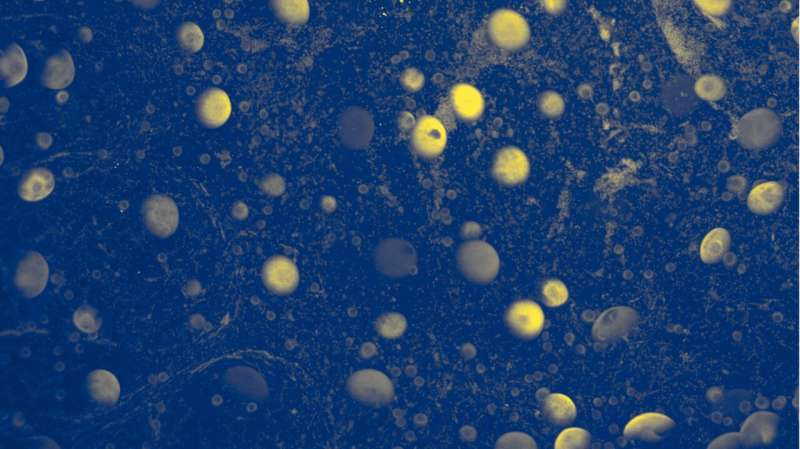 《Nature Aging》:西班牙CRG团队绘制首个卵巢三维时空图谱,揭示卵子激活固定的“百分之十四”法则-肽度TIMEDOO