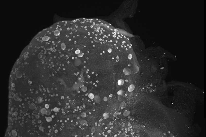 《Nature Aging》：西班牙CRG团队绘制首个卵巢三维时空图谱，揭示卵子激活固定的“百分之十四”法则