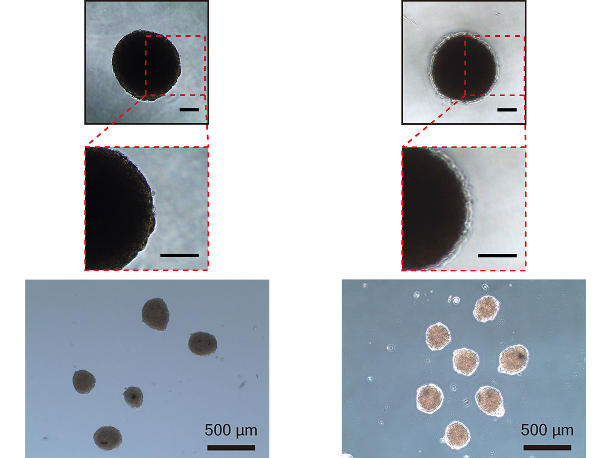 《Nature Biomedical Engineering》：宾夕法尼亚州立大学开发仿生透明带水凝胶涂层，实现无免疫抑制剂下长效细胞移植-肽度TIMEDOO