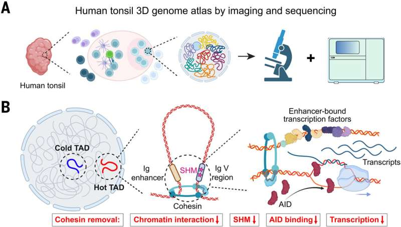 《Science》：耶鲁团队绘制首个器官级三维基因组图谱，揭示体细胞高频突变“空间控速”机制