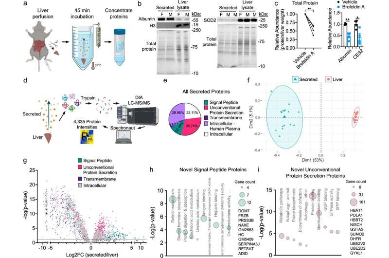 《Nature Communications》:德克萨斯大学团队揭示肝脏生物钟分泌蛋白节律,内酵素定时释放显著调控脂肪代谢-肽度TIMEDOO