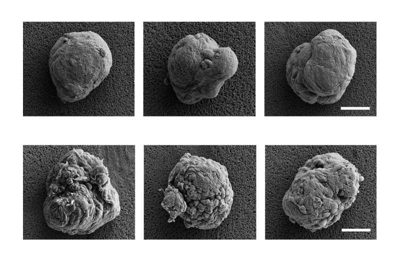 《Nature Biomedical Engineering》：宾夕法尼亚州立大学开发仿生透明带水凝胶涂层，实现无免疫抑制剂下长效细胞移植