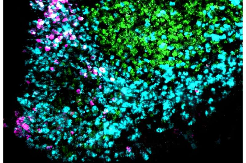 《Neuron》：下丘脑
