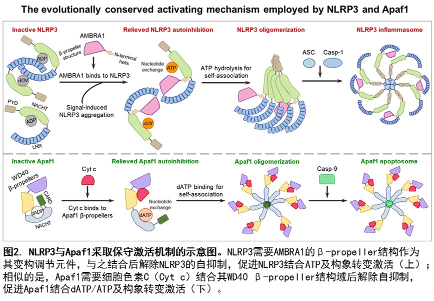 图片3.jpg 北京大学生命科学学院蒋争凡课题组发现AMBRA1解除NLRP3自抑制启动炎症小体组装与活化-肽度TIMEDOO