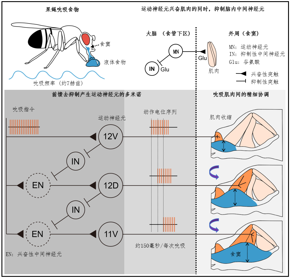 北京大学生命科学学院罗冬根团队揭示大脑毫秒级运动序列新机制，打破运动控制传统认知