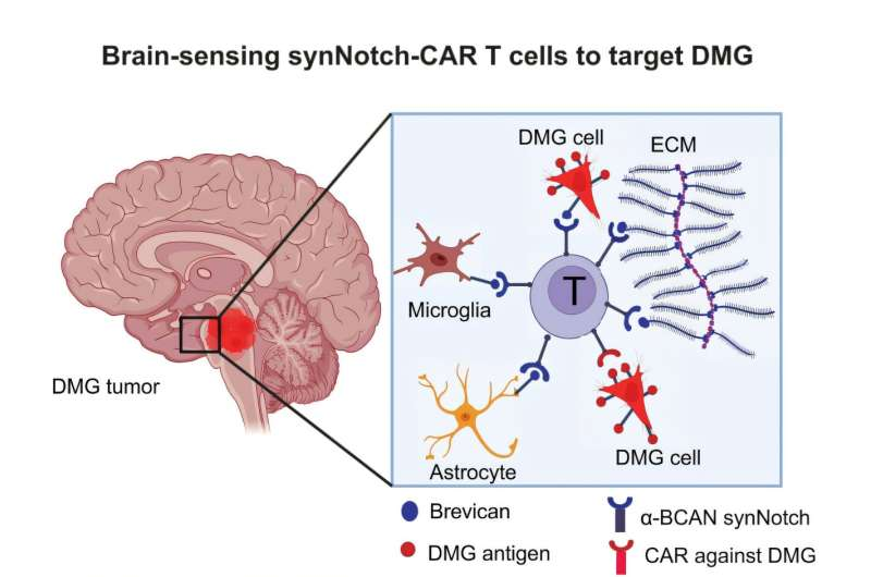 《Science Translational Medicine》：CAR-T 细胞