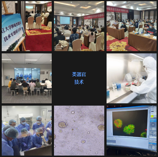 浙江大学ipsc 成体干细胞类器官技术研习班-肽度TIMEDOO