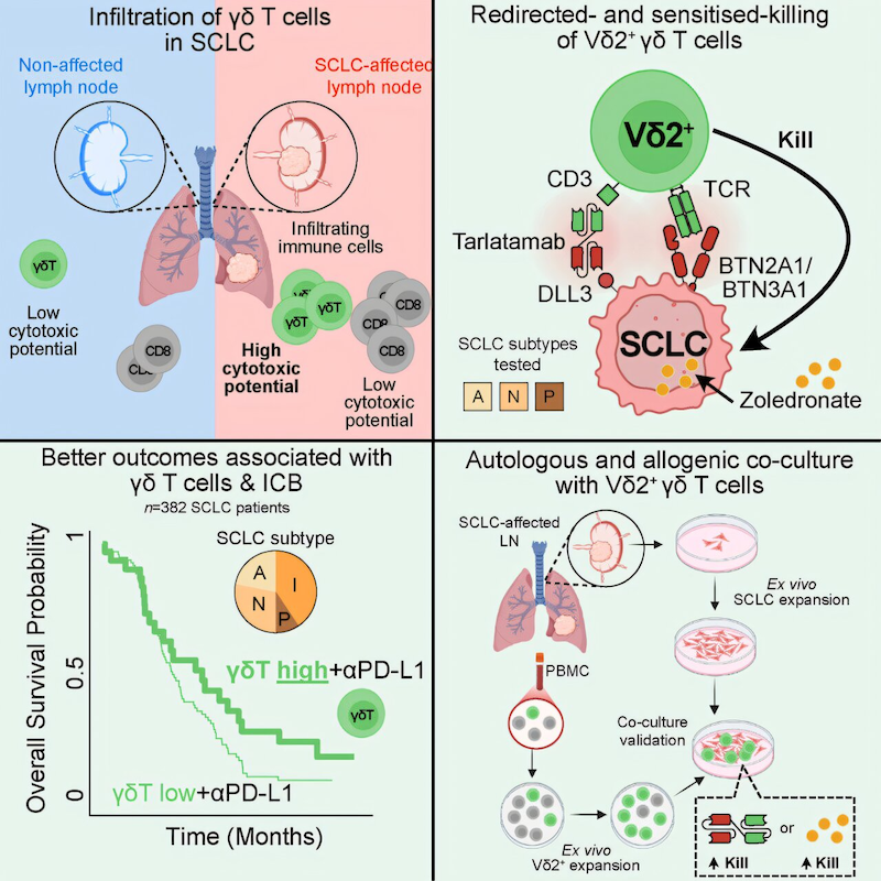 《Cancer Cell》：一类此前被忽视的免疫细胞，能