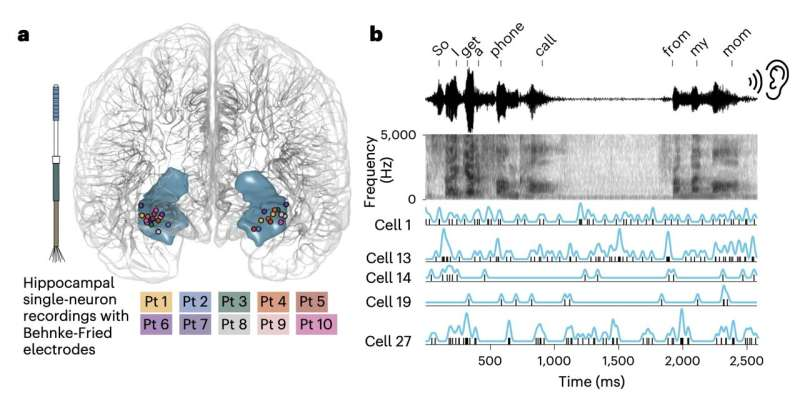 《Nature Neuroscience》：词义怎么存进大脑？答案藏在一群海马神经元的活动里