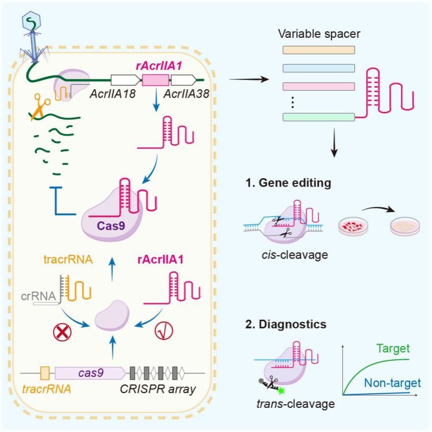 厦门大学刘亮团队揭示噬菌体小RNA调控Cas9并实现可编程基因编辑-肽度TIMEDOO