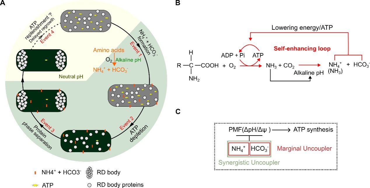 图片2.jpg 北京大学昌增益团队揭示氨基酸氧化副产物NH₄⁺与HCO₃⁻触发细菌休眠-肽度TIMEDOO