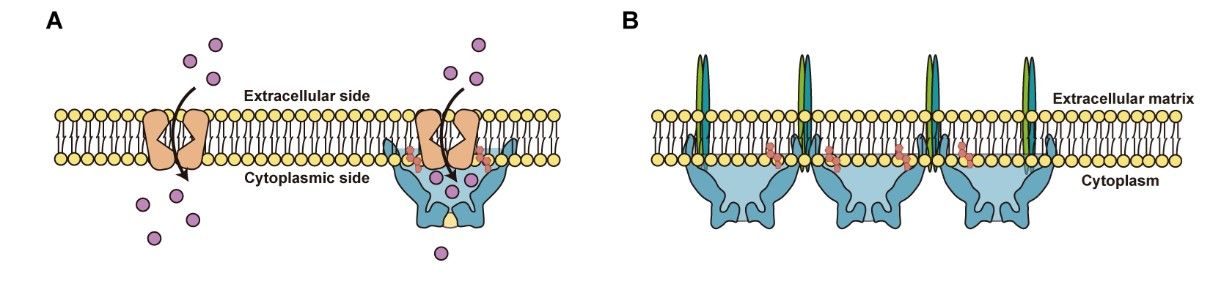 图片3.jpg 北京大学高宁研究组与合作者报道stomatin组织功能性膜微域及分区调控膜蛋白的机制-肽度TIMEDOO