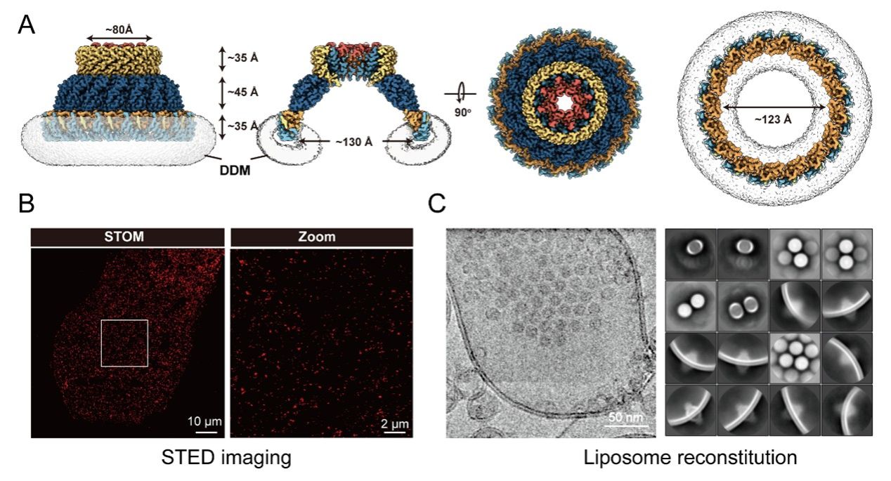 北京大学生命科学学院高宁研究组与合作者报道stomatin组织功能性膜微域及分区调控膜蛋白的机制